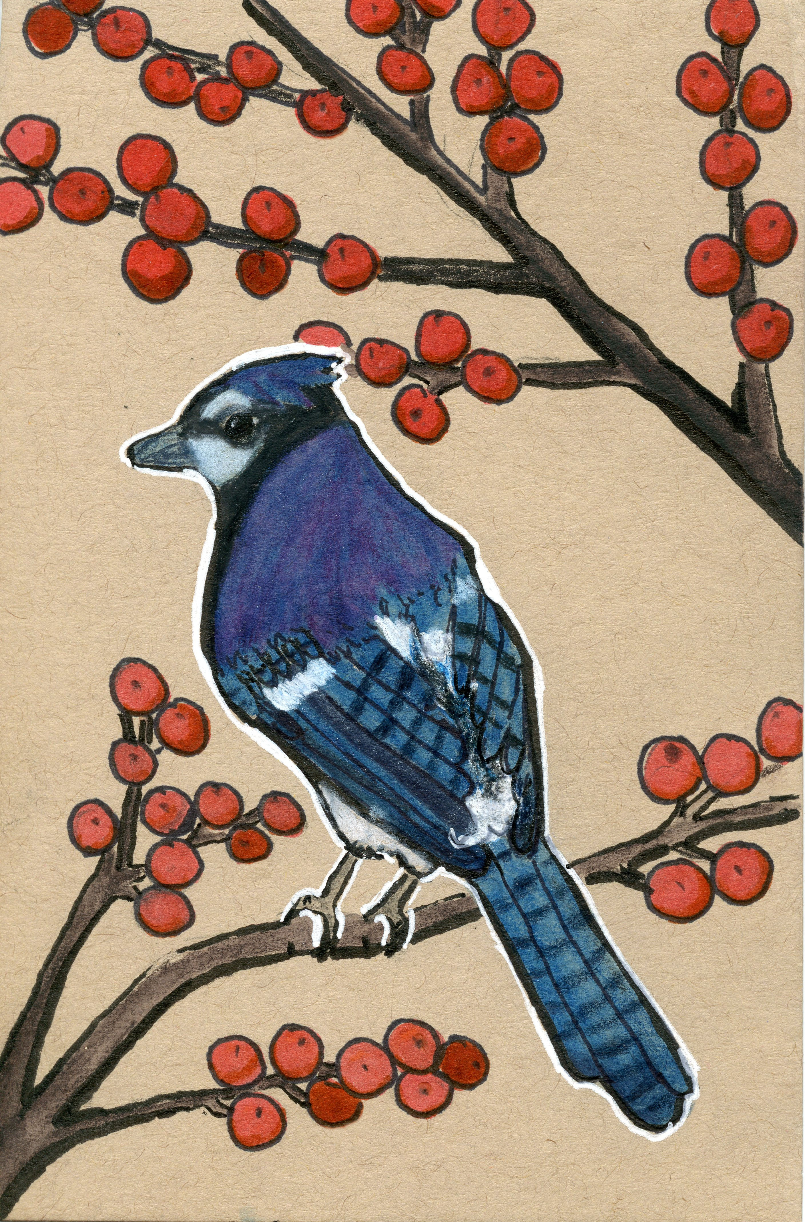 Blue Jay and Coralberry